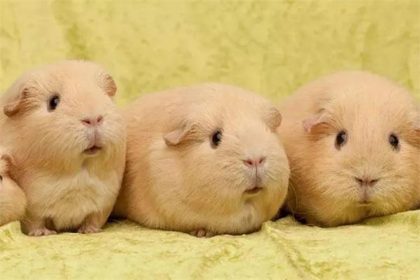 豚鼠需要睡觉吗？(图2)