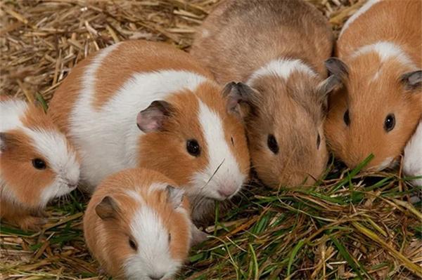 豚鼠需要睡觉吗？(图1)