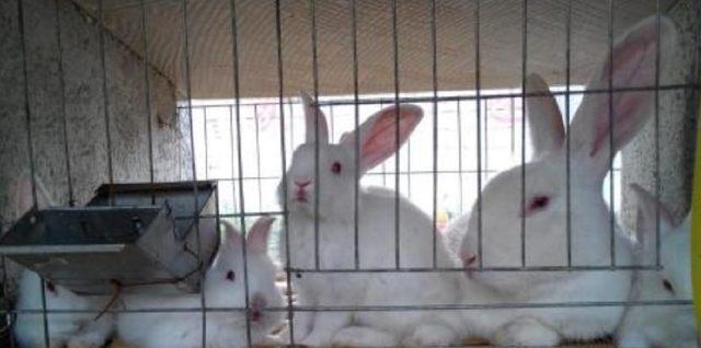 养兔子必备网站资源｜实用指南(图2)