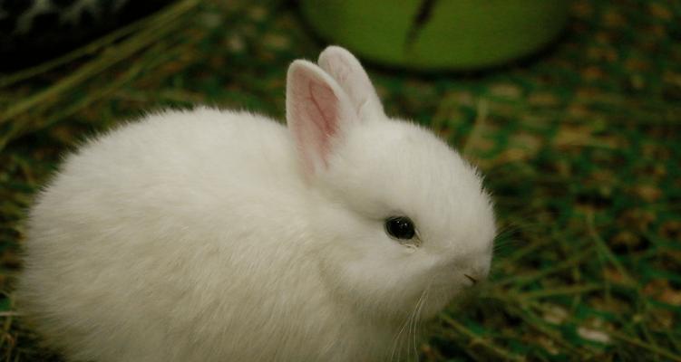 养兔子必备网站资源｜实用指南(图1)