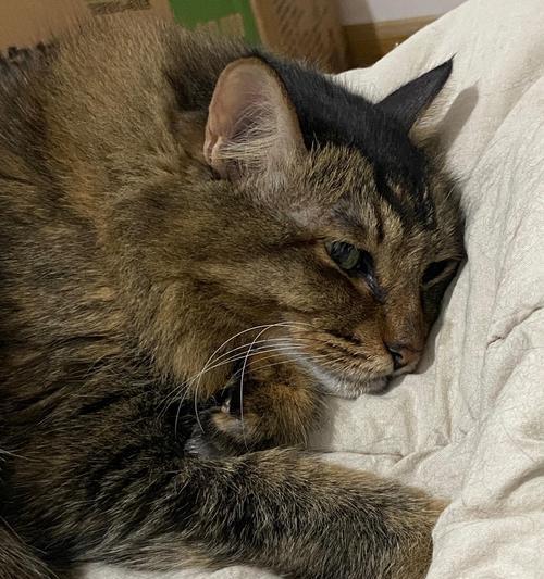 猫咪为何不停叫全攻略(图2)