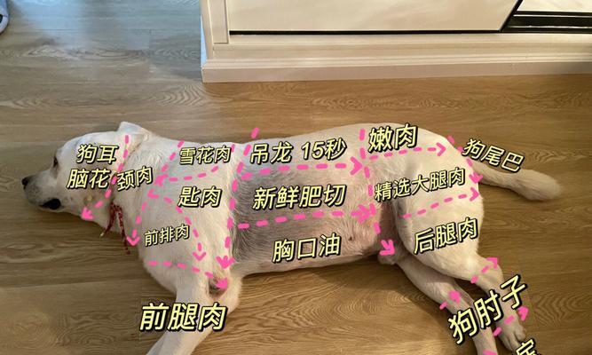 拉布拉多幼犬洗耳朵全攻略:选择适当的洗耳液是关键(图2) 拉布拉多幼犬洗耳朵全攻略:选择适当的洗耳液是关键(图2)