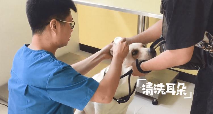 拉布拉多幼犬洗耳朵全攻略：选择适当的洗耳液是关键