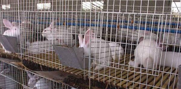 养兔子必备网站资源｜实用指南(图3)