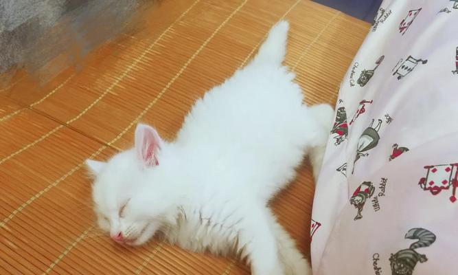 猫咪离乳期全攻略