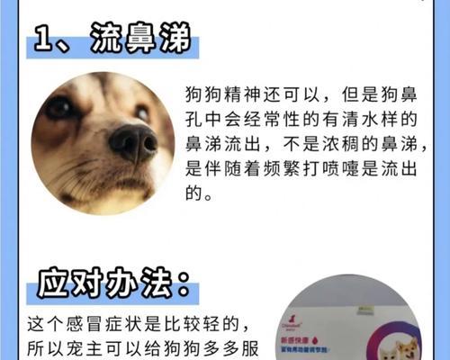 狗狗发烧的预防与护理（全面了解狗狗发烧的