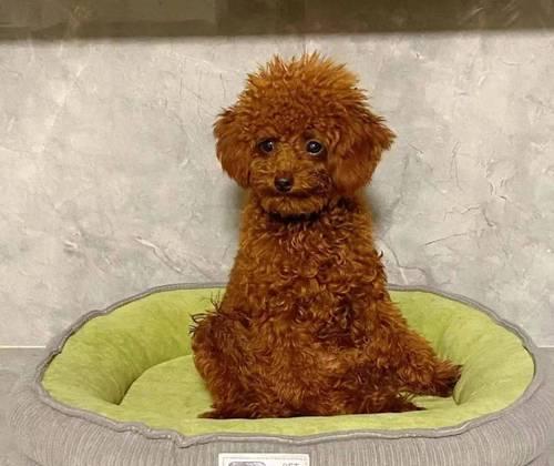 狗狗发烧的预防与护理(全面了解狗狗发烧的症状和处理方法,让你的宠物健康无忧)(图3) 狗狗发烧的预防与护理(全面了解狗狗发烧的症状和处理方法,让你的宠物健康无忧)(图3)