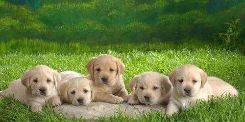 探讨什么时辰的狗宝宝最好养？（通过时间选择最适合的狗宝宝寄养时机）(图2)