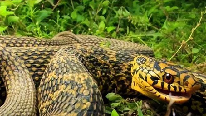 探索蛇类食用文化的多样性（从美食角度探索各类蛇的独特风味与烹饪技巧）(图3)