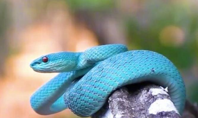 探索蛇类食用文化的多样性（从美食角度探索