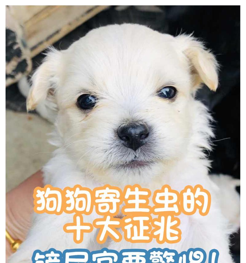 犬蛔虫感染与拉稀防治全攻略