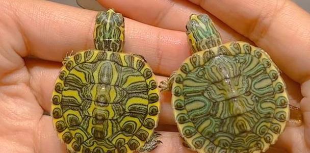 选择乌龟宠物种类和特点全攻略