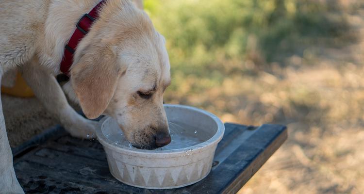 小狗喝水的重要性（探索小狗喝水的习惯及保持其健康的关键）(图1)