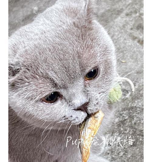 选择适合猫咪食用的廉价鱼类(以价格和适口性为考量,找到最合适的食用鱼类)(图2) 选择适合猫咪食用的廉价鱼类(以价格和适口性为考量,找到最合适的食用鱼类)(图2)