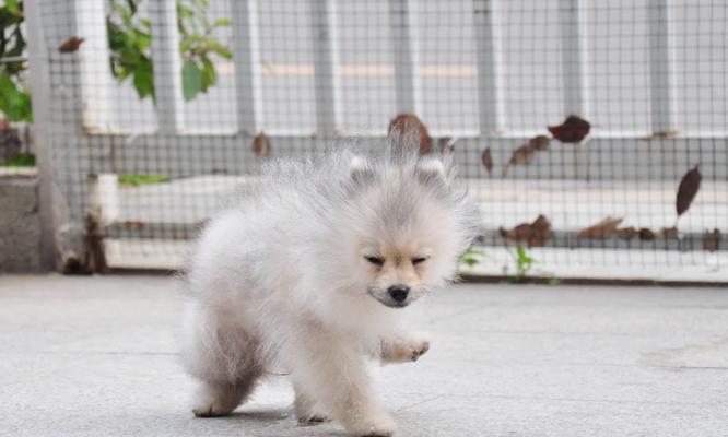 揭秘博美便秘的真相（了解博美便秘的原因及解决方案）(图2)