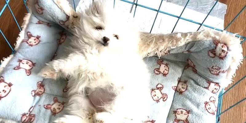 揭秘博美便秘的真相（了解博美便秘的原因及解决方案）(图3)