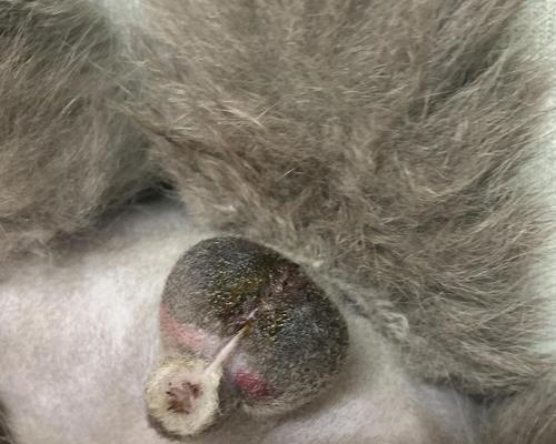 公猫蛋蛋的奇妙探险之旅（寻找世界各地的惊奇景点）(图2)