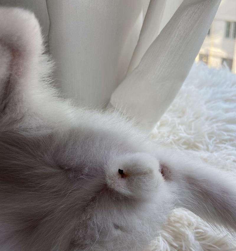 公猫蛋蛋的奇妙探险之旅（寻找世界各地的惊奇景点）(图1)