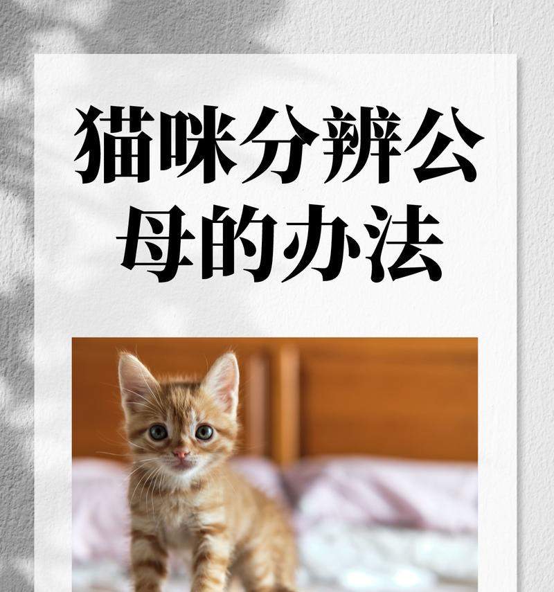 公猫蛋蛋的奇妙探险之旅（寻找世界各地的惊奇景点）(图3)