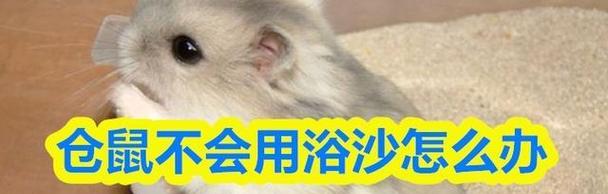 仓鼠洗澡最佳时机全攻略(图2)