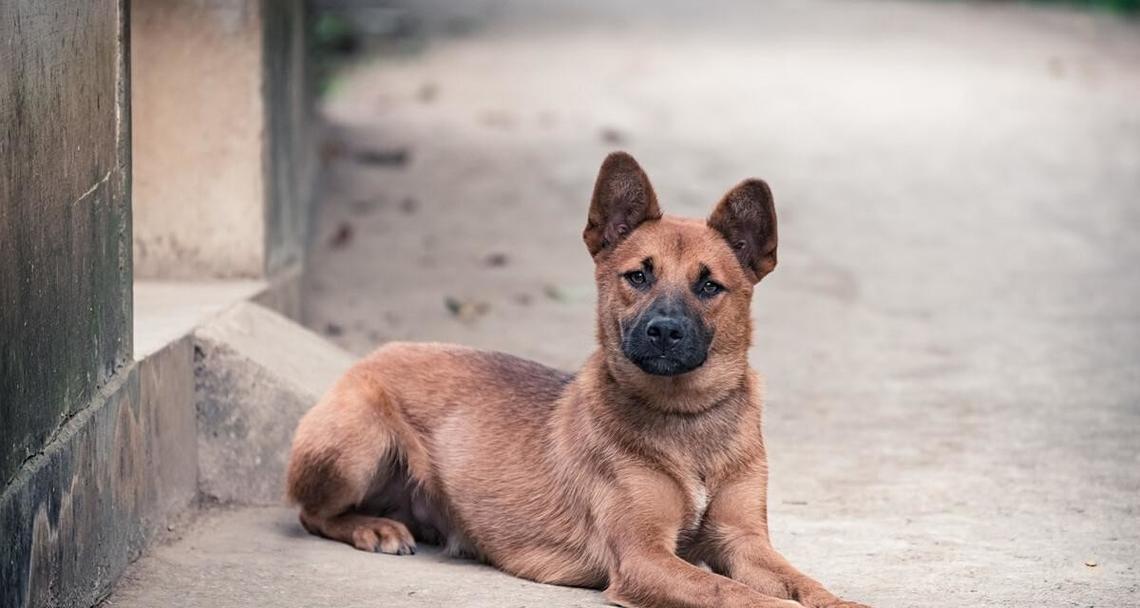 土狗饲养全攻略：揭秘为什么这么好养(图1)