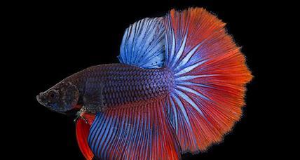 热带鱼世界（热带鱼战斗王者的争锋时刻）(图3)