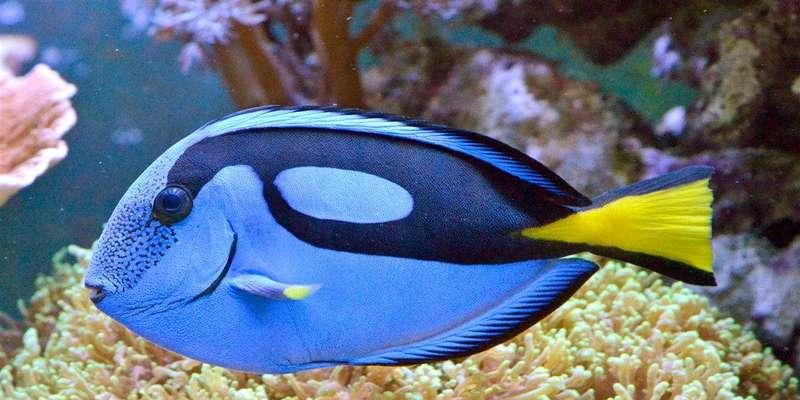 热带鱼世界（热带鱼战斗王者的争锋时刻）(图2)