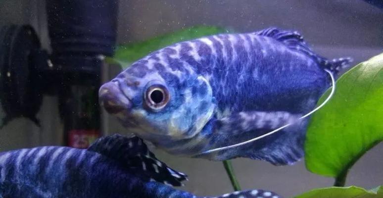 热带鱼战斗王者争锋时刻全攻略