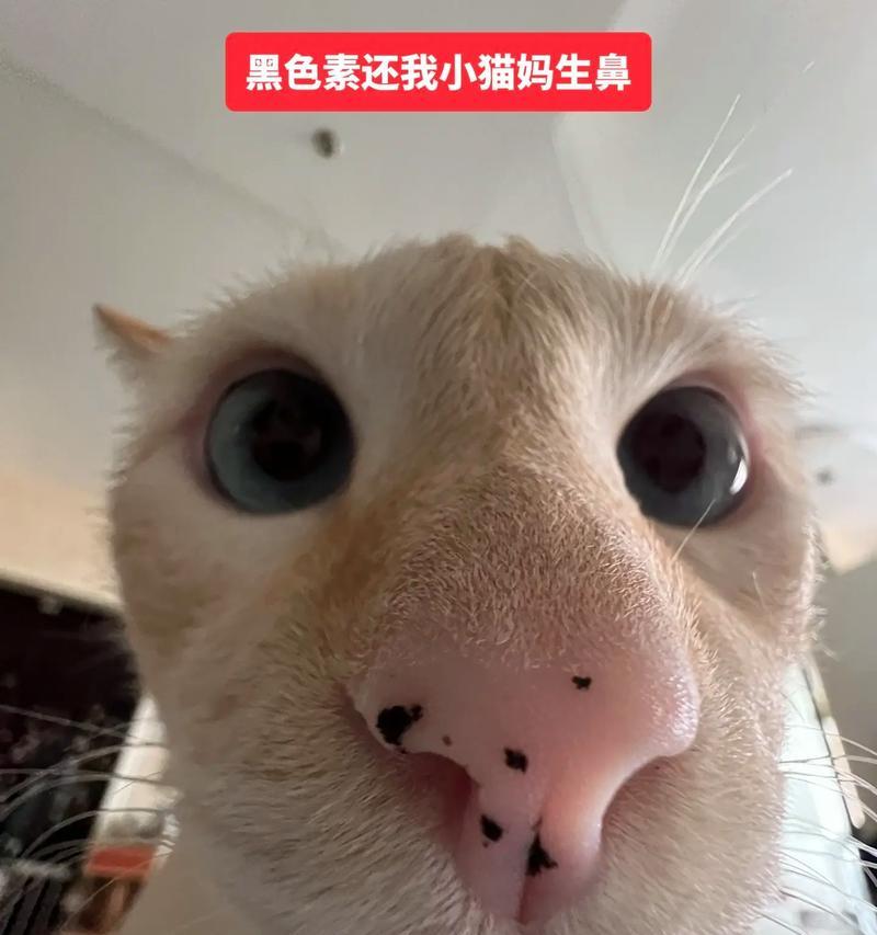 暹罗猫剃毛后毛色变黑全攻略(图3)