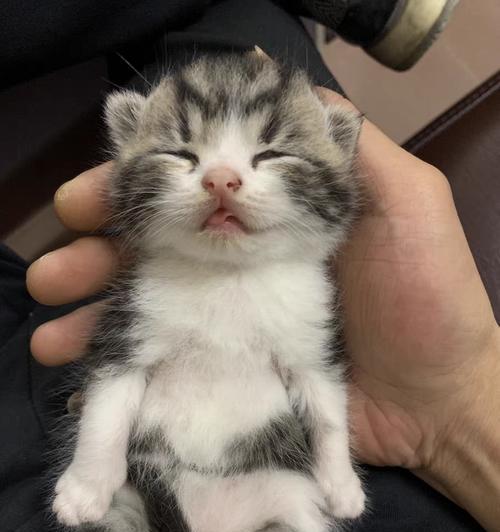 家猫饮食宝典（满足猫咪的健康饮食需求，让