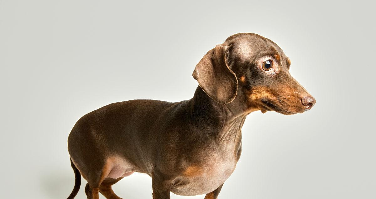 解读腊肠犬（了解腊肠犬的起源、特点与饲养注意事项）(图3)
