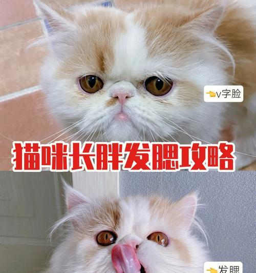 家猫饮食宝典（满足猫咪的健康饮食需求，让它们健康快乐）(图2)