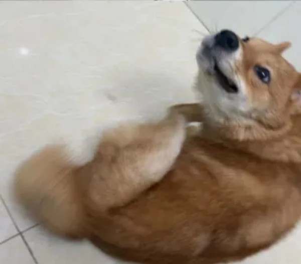 犬跳蚤叮咬性皮炎诊疗全攻略(图2)