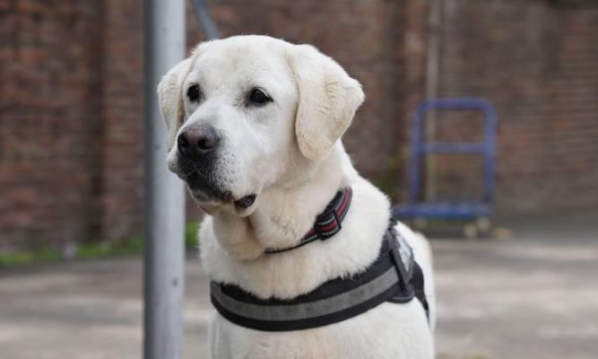 警犬品种选择全攻略：提升工作效能的犬种指南(图1)