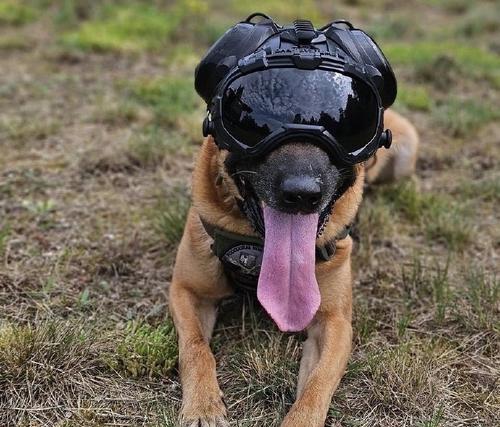 警犬品种选择全攻略：提升工作效能的犬种指南(图3)