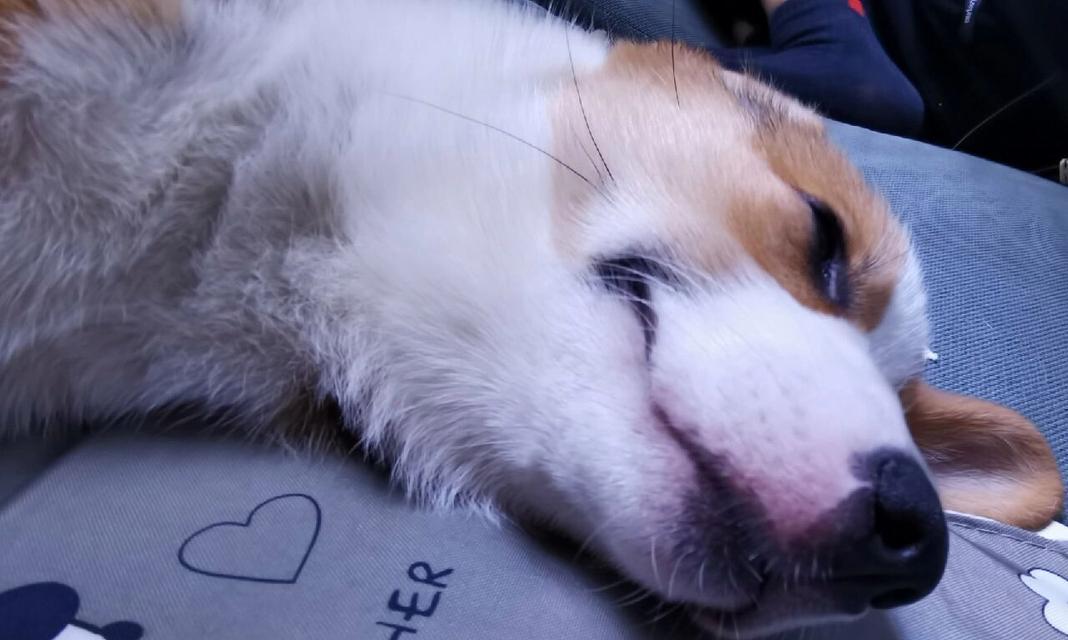 狗狗嘴红原因解析全攻略(图1)