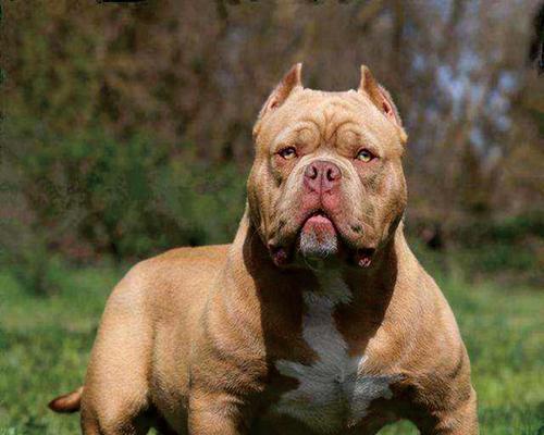 以恶霸是什么狗?——探索以恶霸杂交狗的特点与饲养要点(图2) 以恶霸是什么狗?——探索以恶霸杂交狗的特点与饲养要点(图2)