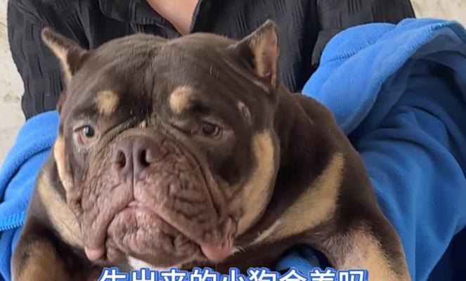 以恶霸是什么狗？——探索以恶霸杂交狗的特