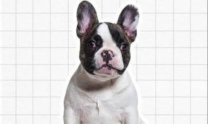 以法斗的发育过程及其关键阶段（探索以法斗成长中的重要时刻）(图3)