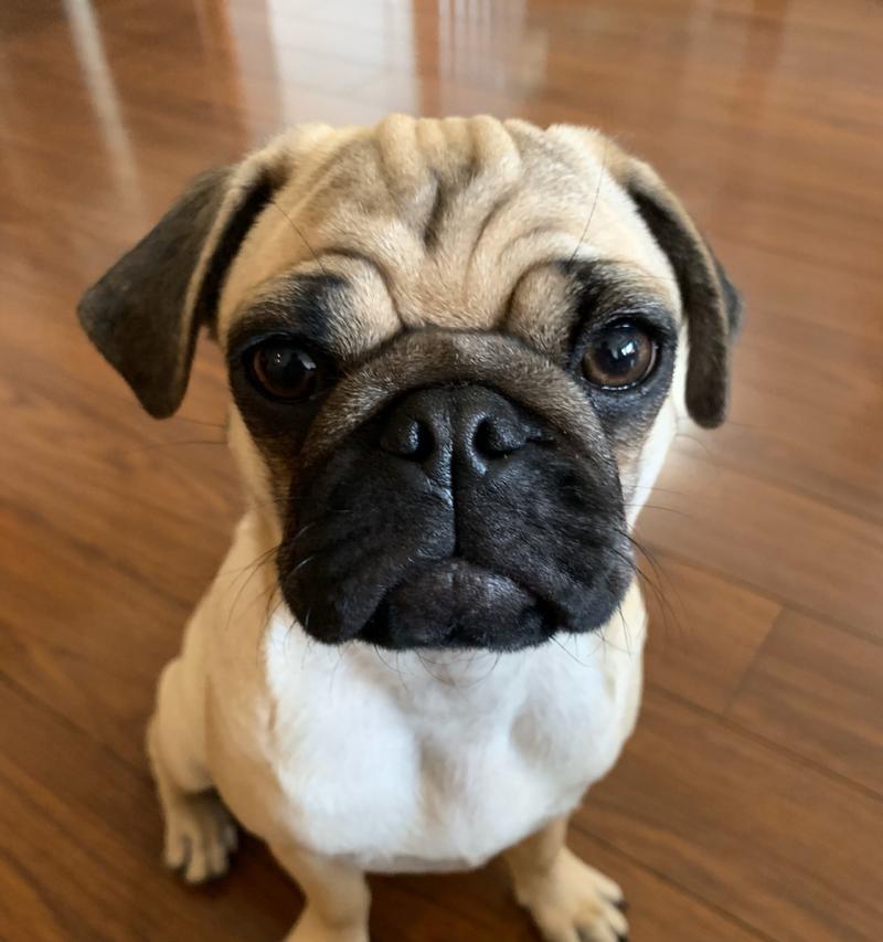 狗眼神真诚温暖全攻略