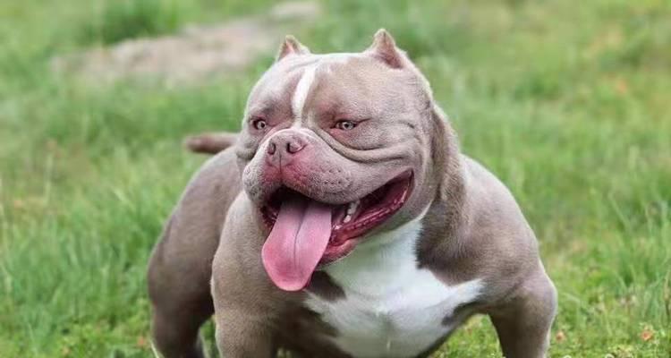 以恶霸是什么狗?——探索以恶霸杂交狗的特点与饲养要点(图3) 以恶霸是什么狗?——探索以恶霸杂交狗的特点与饲养要点(图3)