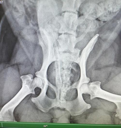 狗狗腿髋坏死(了解腿髋坏死的原因与治疗方法,为宠物狗的健康尽一份责任)(图1) 狗狗腿髋坏死(了解腿髋坏死的原因与治疗方法,为宠物狗的健康尽一份责任)(图1)