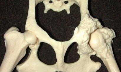 狗狗腿髋坏死(了解腿髋坏死的原因与治疗方法,为宠物狗的健康尽一份责任)(图2) 狗狗腿髋坏死(了解腿髋坏死的原因与治疗方法,为宠物狗的健康尽一份责任)(图2)