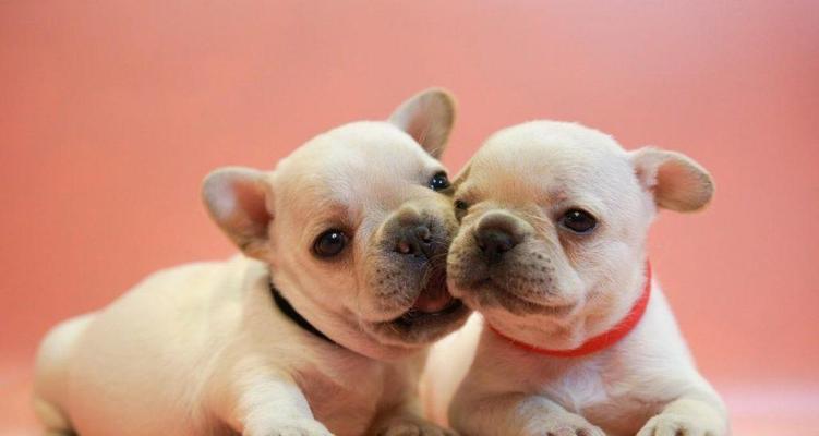 以法斗的发育过程及其关键阶段(探索以法斗成长中的重要时刻)(图2) 以法斗的发育过程及其关键阶段(探索以法斗成长中的重要时刻)(图2)