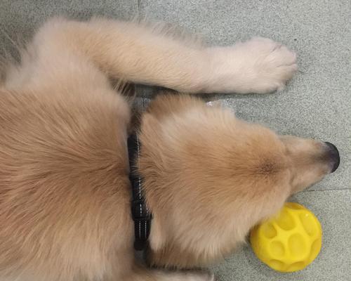 金毛上火原因解决方法全攻略