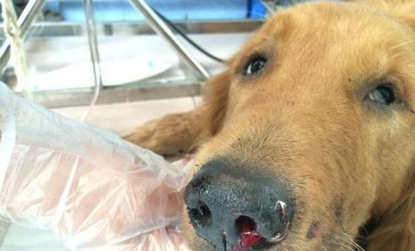 金毛上火的原因及解决方法(了解金毛上火症状,关注金毛健康)(图3) 金毛上火的原因及解决方法(了解金毛上火症状,关注金毛健康)(图3)