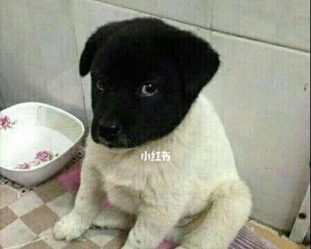 狗压着头的症状与原因全攻略