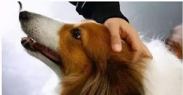 狗压着头的症状及其可能的原因(了解狗压着头的常见症状和可能的健康问题)(图2) 狗压着头的症状及其可能的原因(了解狗压着头的常见症状和可能的健康问题)(图2)