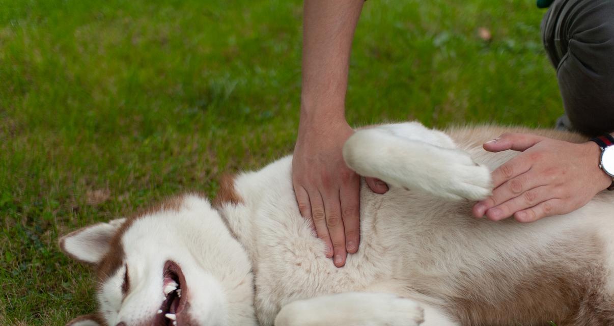 狗压着头的症状及其可能的原因(了解狗压着头的常见症状和可能的健康问题)(图3) 狗压着头的症状及其可能的原因(了解狗压着头的常见症状和可能的健康问题)(图3)