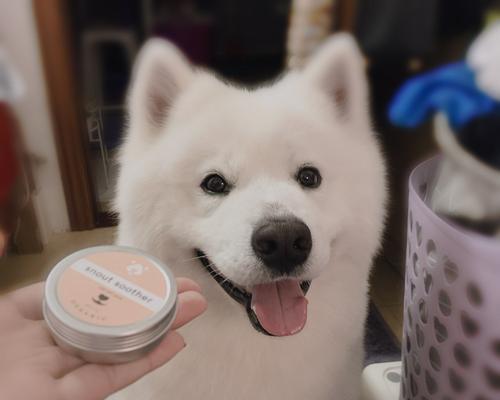 狗狗鼻子干裂的原因及治疗方法（了解狗狗鼻子干裂的主要原因及如何使用天然药物治疗）(图2)